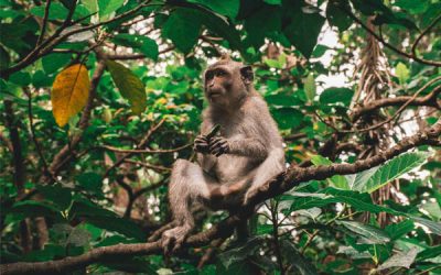 Foresta delle scimmie di Ubud: la guida completa
