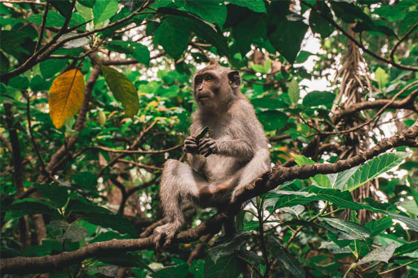 foresta delle scimmie di ubud