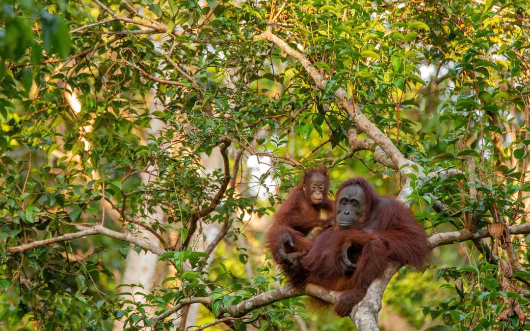 Dalla giungla del Borneo al mare cristallino